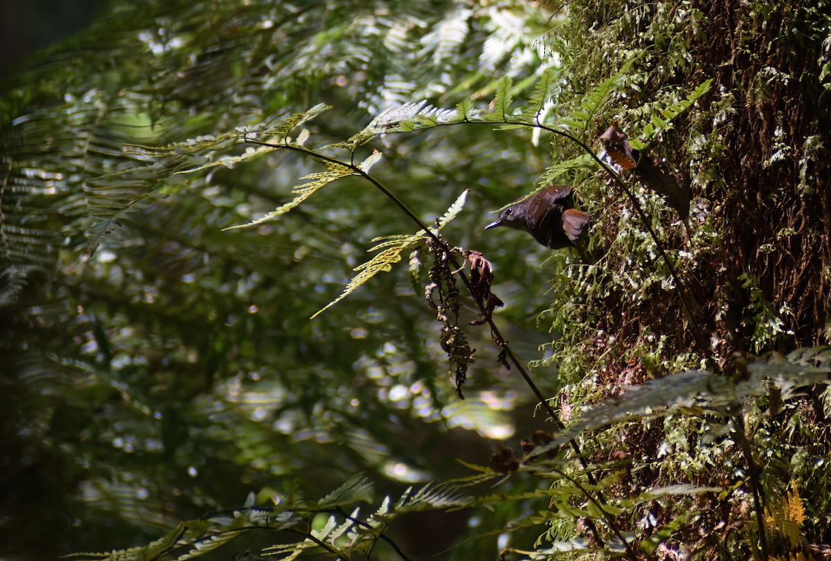 Eurasian Blackbird - ML647742436