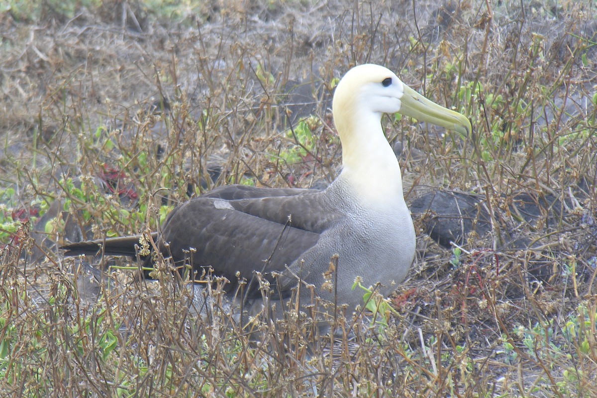Galápagosalbatros - ML647742441