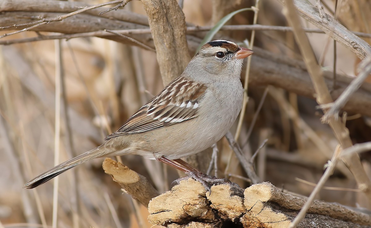 White-crowned Sparrow - ML647742449