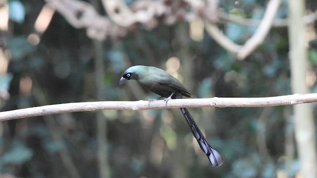 Spatelbaumelster - ML647742450