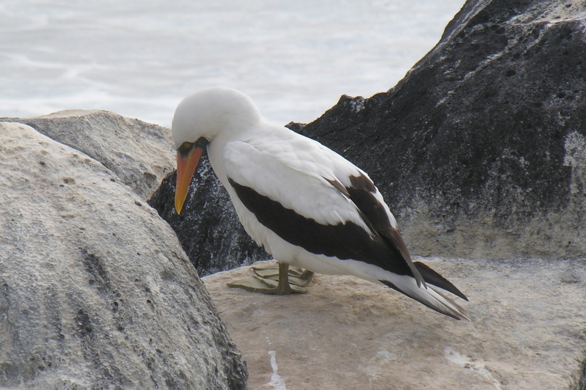 Nazca Booby - ML647742452