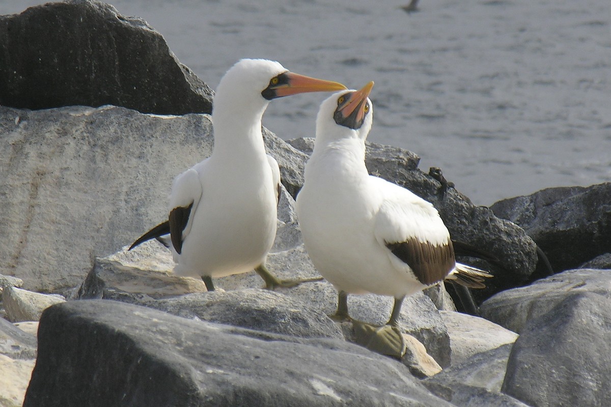 Nazca Booby - ML647742453