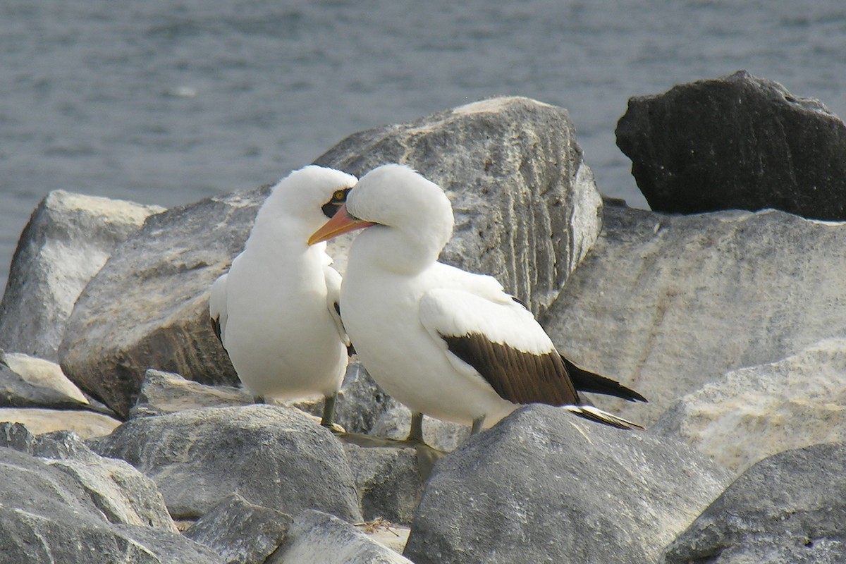Nazca Booby - ML647742454