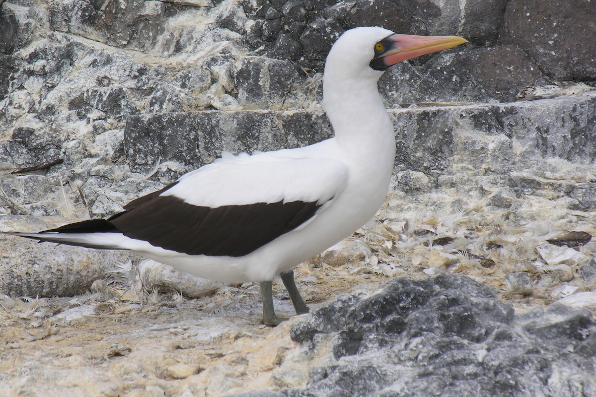Nazca Booby - ML647742455