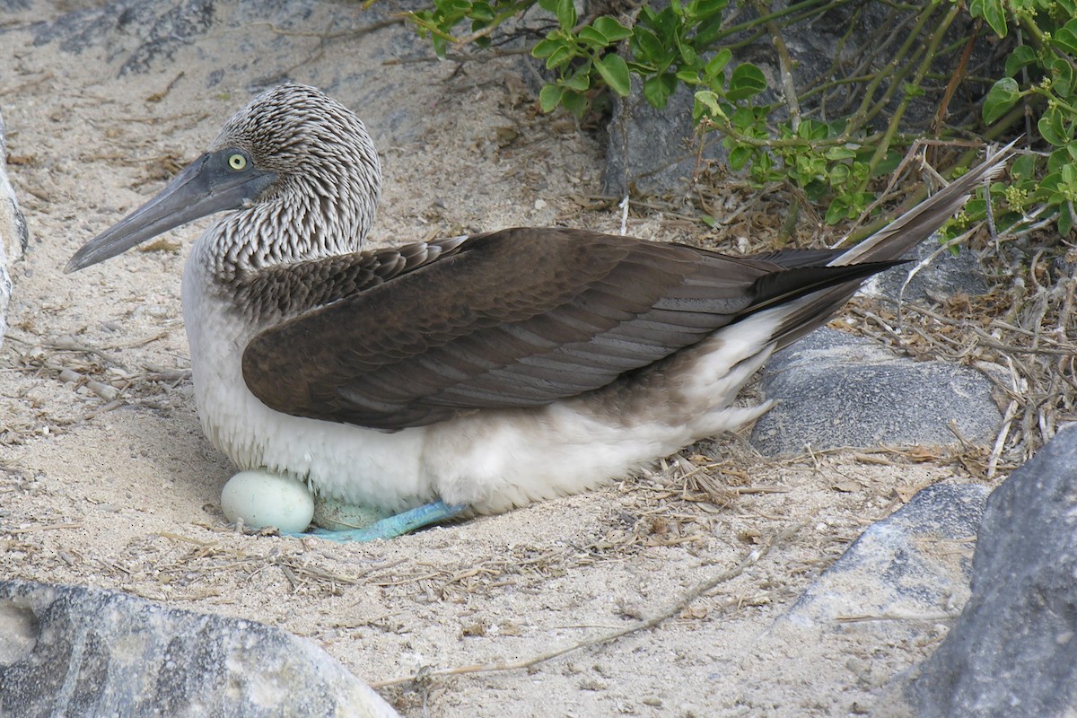 Blaufußtölpel - ML647742460