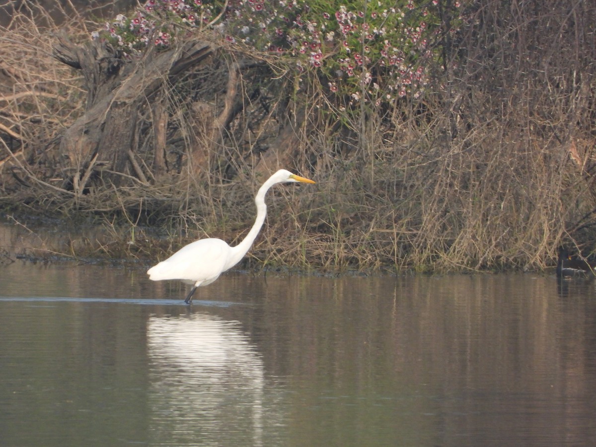 volavka bílá - ML647742465