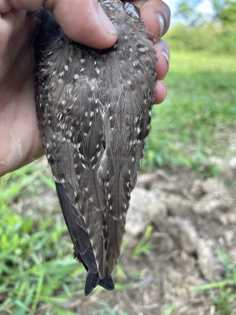 Solitary Sandpiper - ML647742467