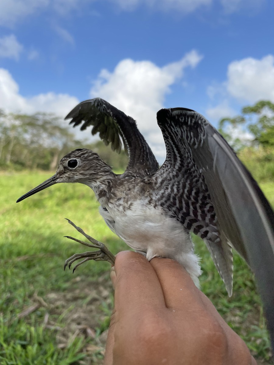 Solitary Sandpiper - ML647742469