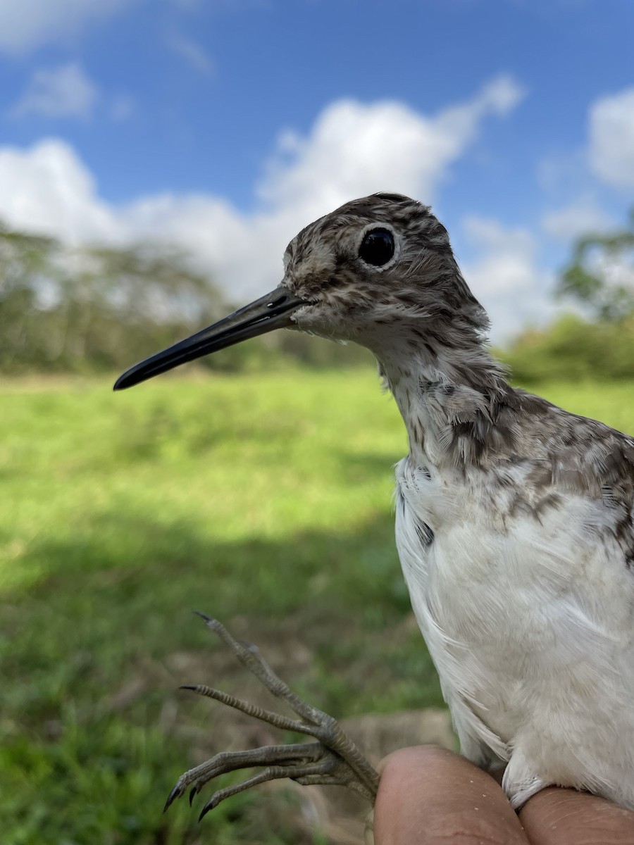 Solitary Sandpiper - ML647742470
