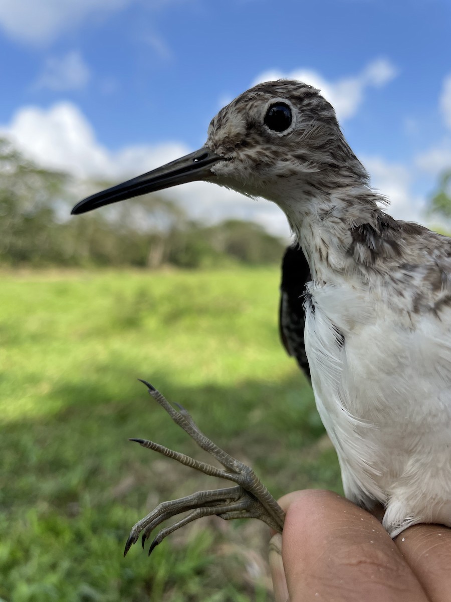 Solitary Sandpiper - ML647742471