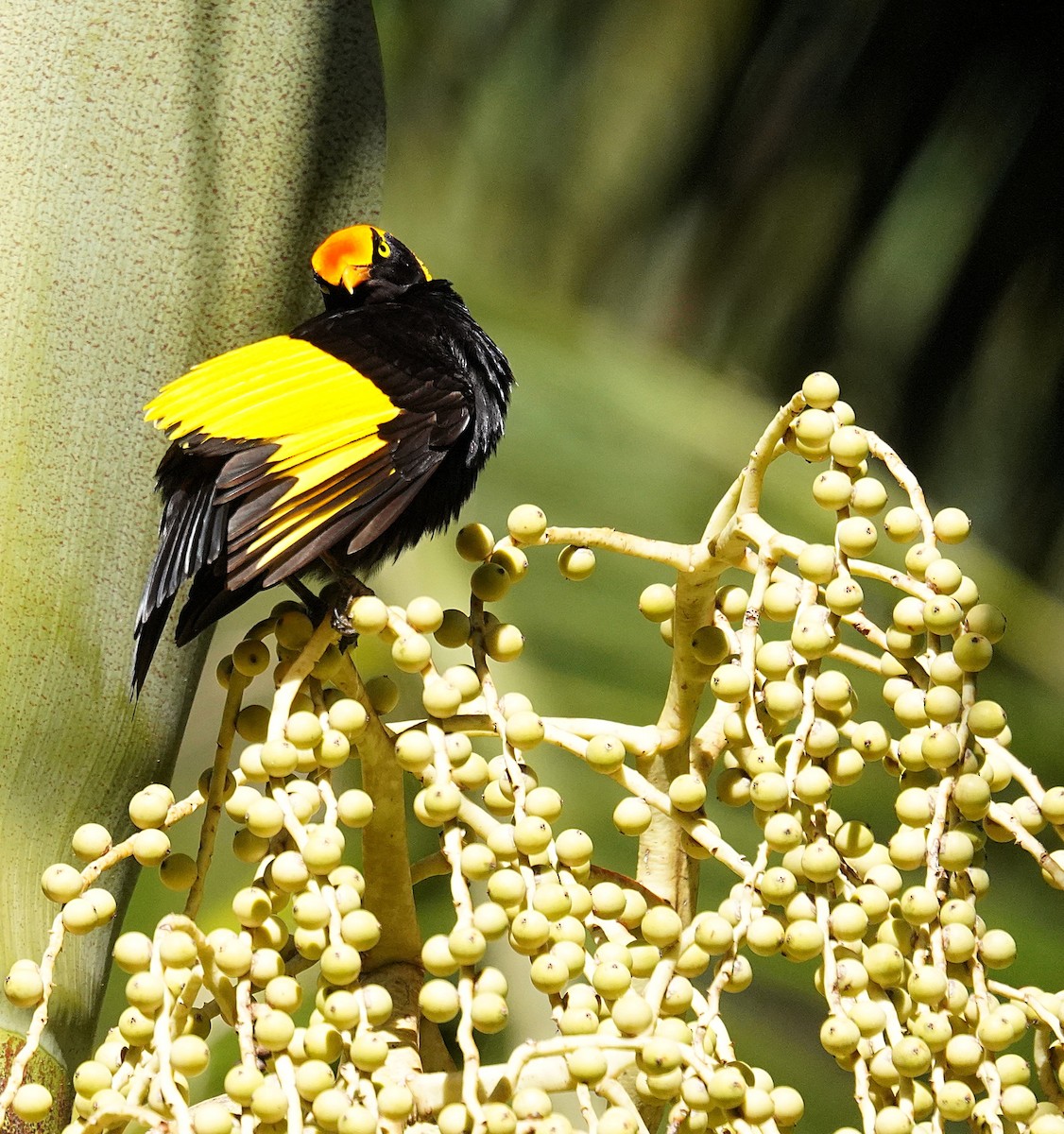 Gelbnacken-Laubenvogel - ML647742480