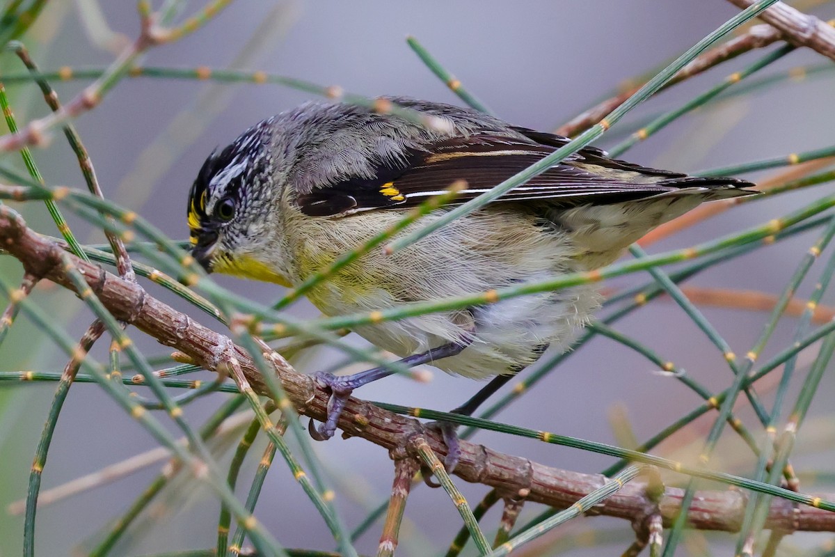 Streifenpanthervogel - ML647742482