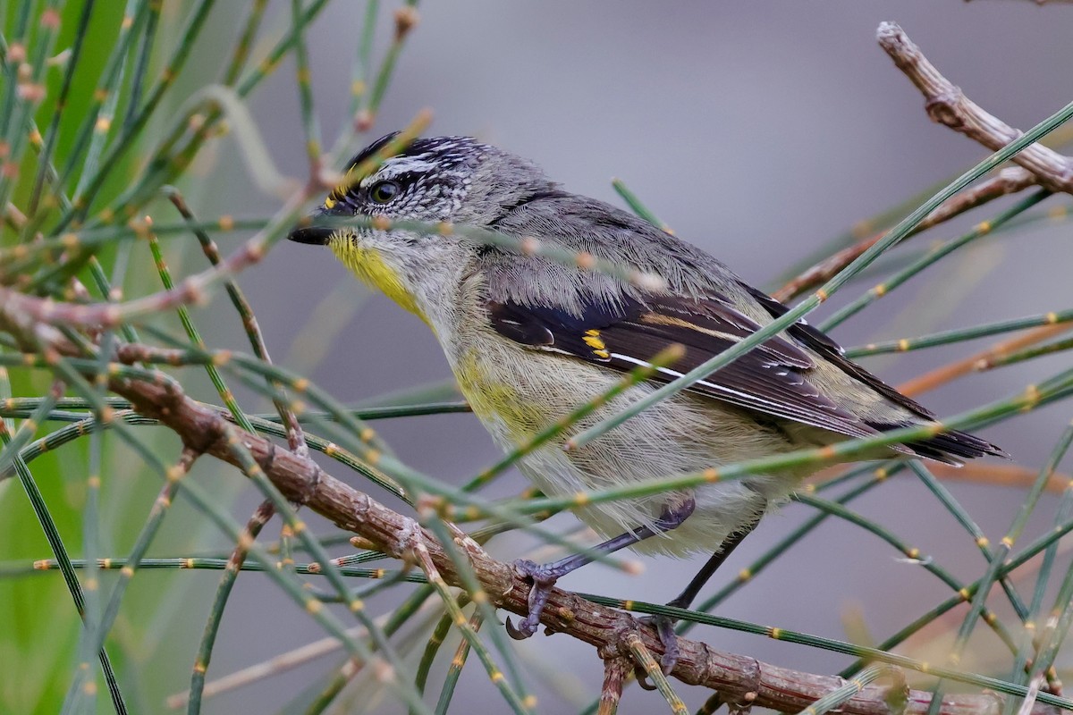 Streifenpanthervogel - ML647742483