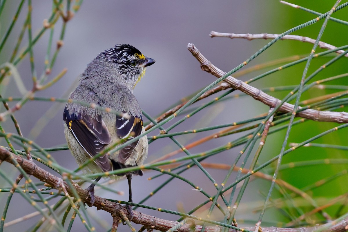 Streifenpanthervogel - ML647742484