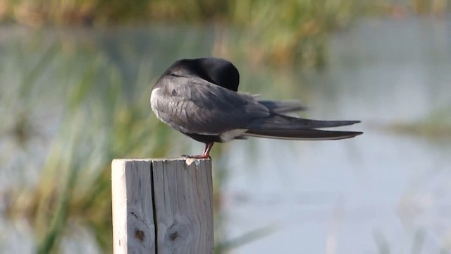 Trauerseeschwalbe - ML647742485