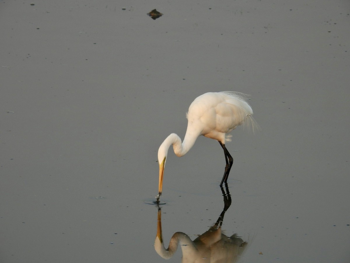 Silberreiher - ML647742486