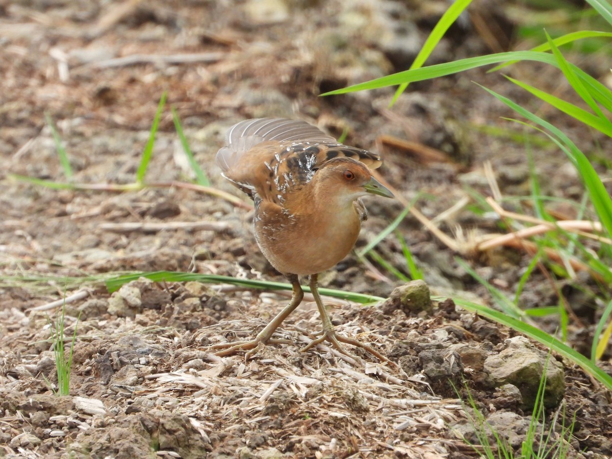 Zwergsumpfhuhn - ML647742487