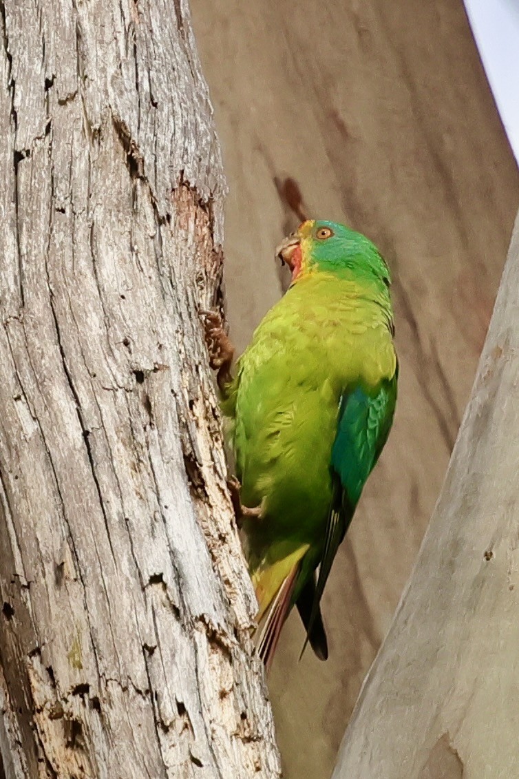 Schwalbensittich - ML647742488