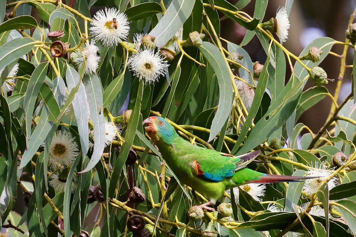 Schwalbensittich - ML647742489