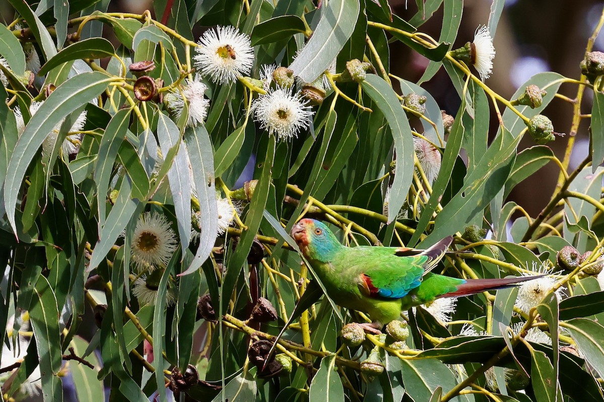 Schwalbensittich - ML647742490