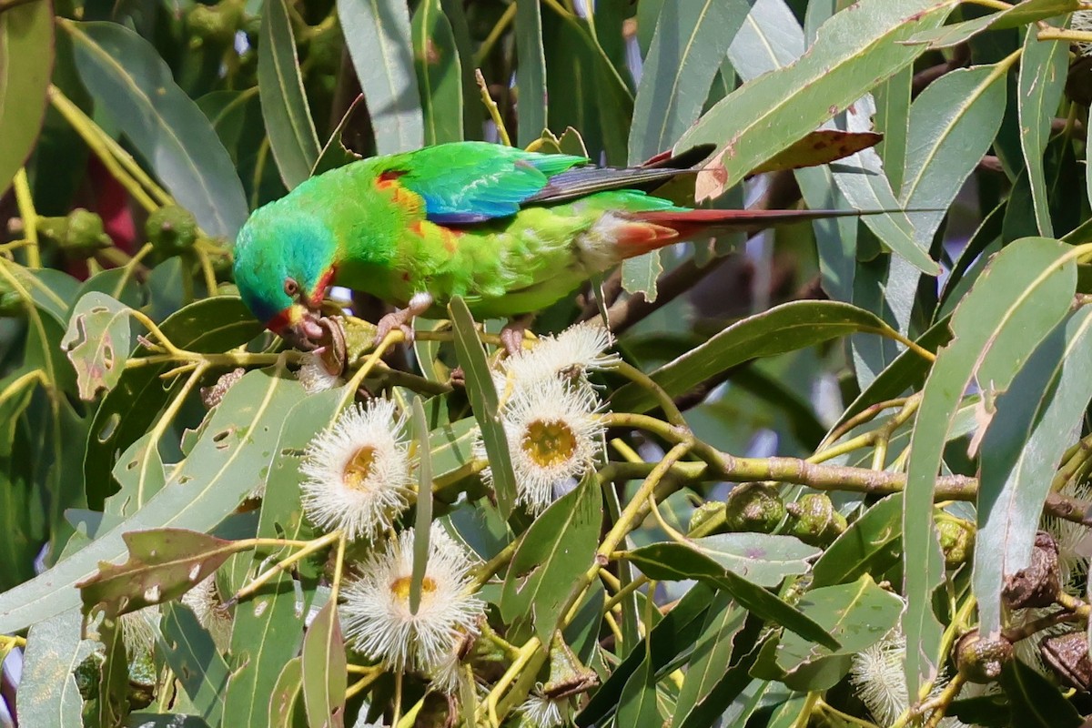 Schwalbensittich - ML647742491