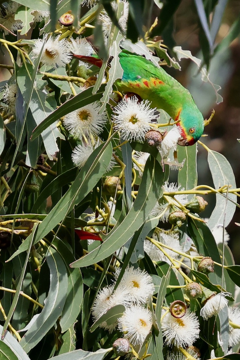 Schwalbensittich - ML647742492