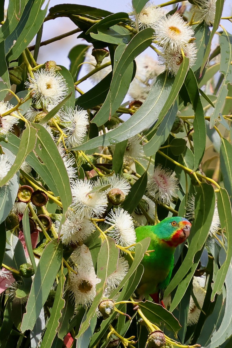 Schwalbensittich - ML647742493