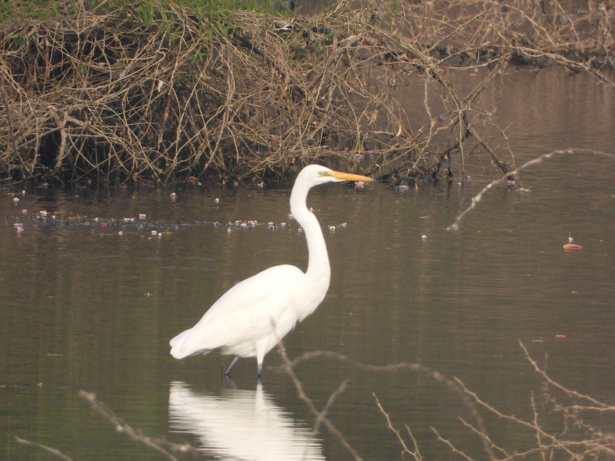 Asienmittelreiher - ML647742494