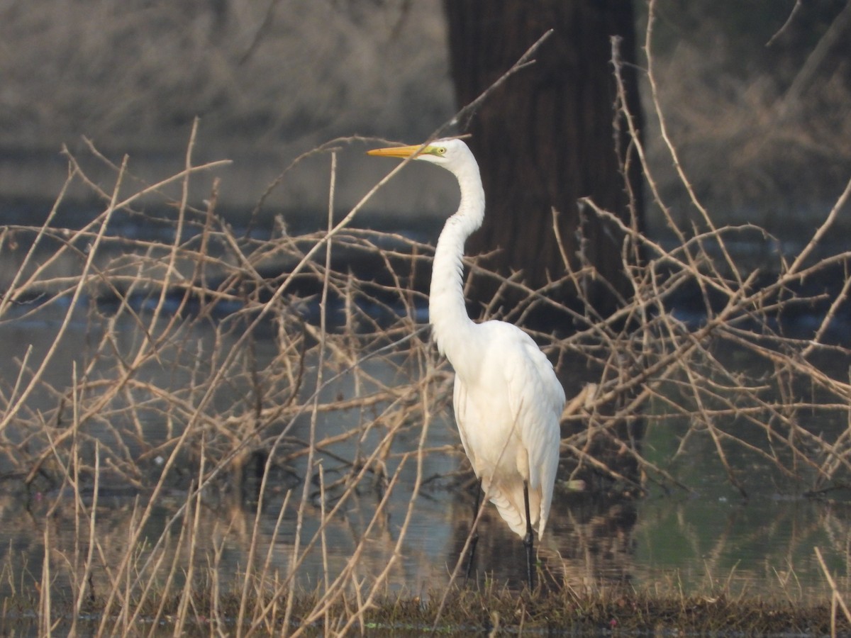 Asienmittelreiher - ML647742495