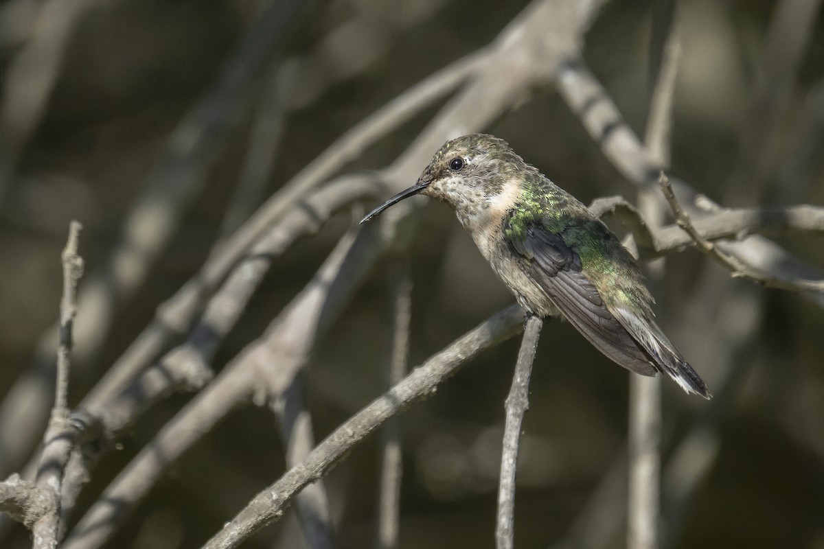 Corakolibri - ML647742497