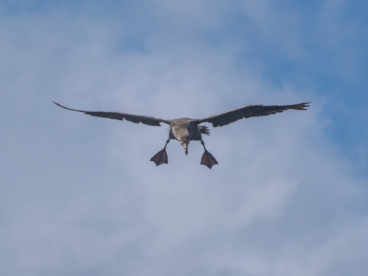 Hallsturmvogel - ML647742498