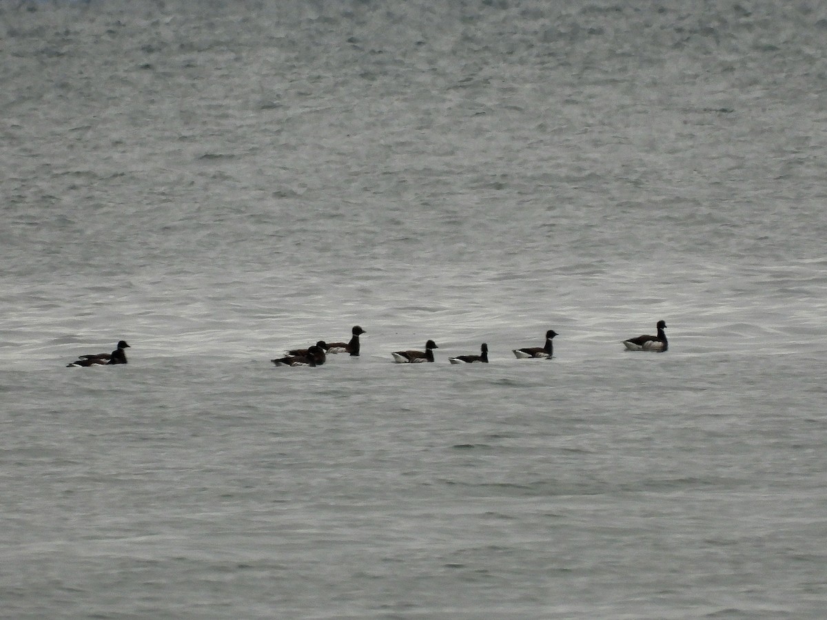 Ringelgans - ML647742499