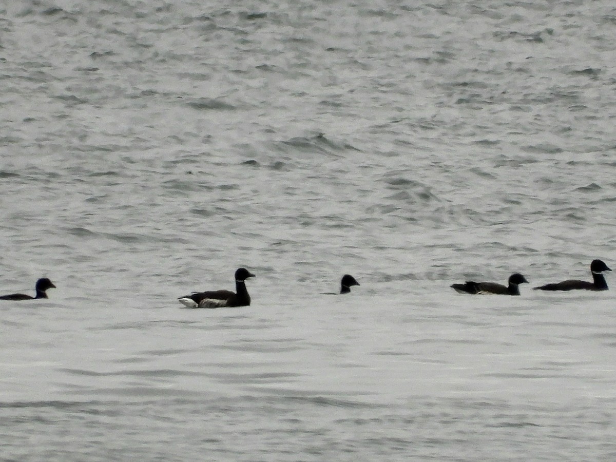 Ringelgans - ML647742500