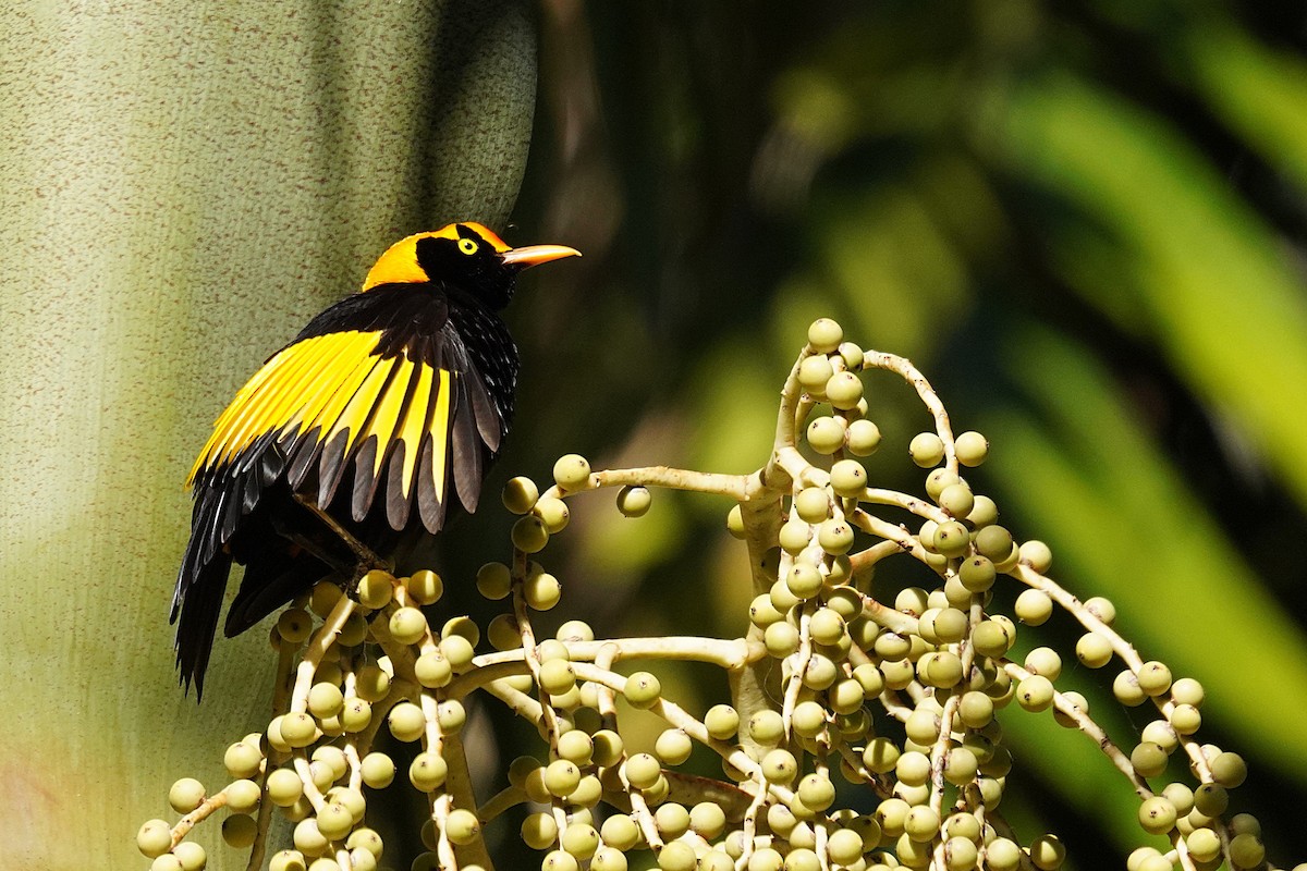 Gelbnacken-Laubenvogel - ML647742501