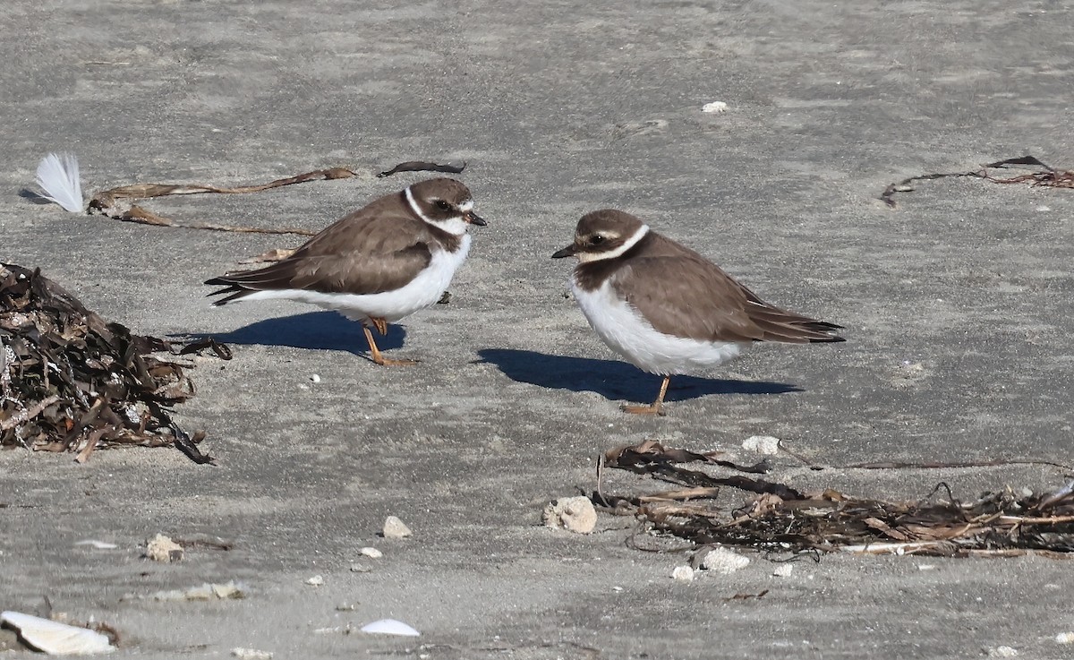 Sandregenpfeifer - ML647742502