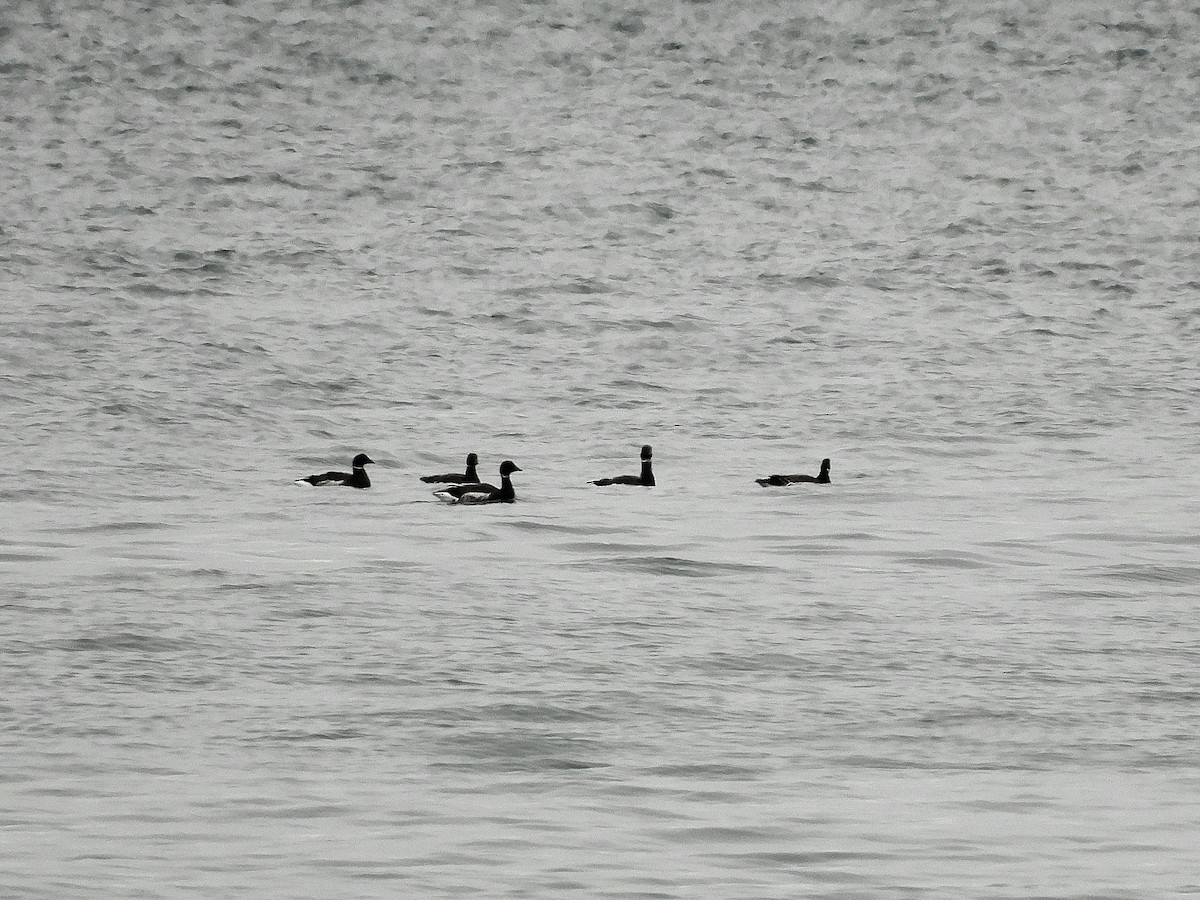 Ringelgans - ML647742503