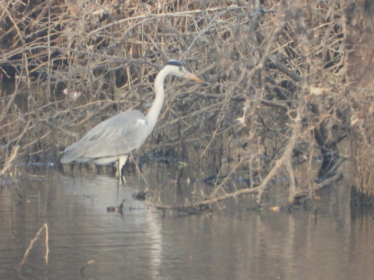 Graureiher - ML647742504