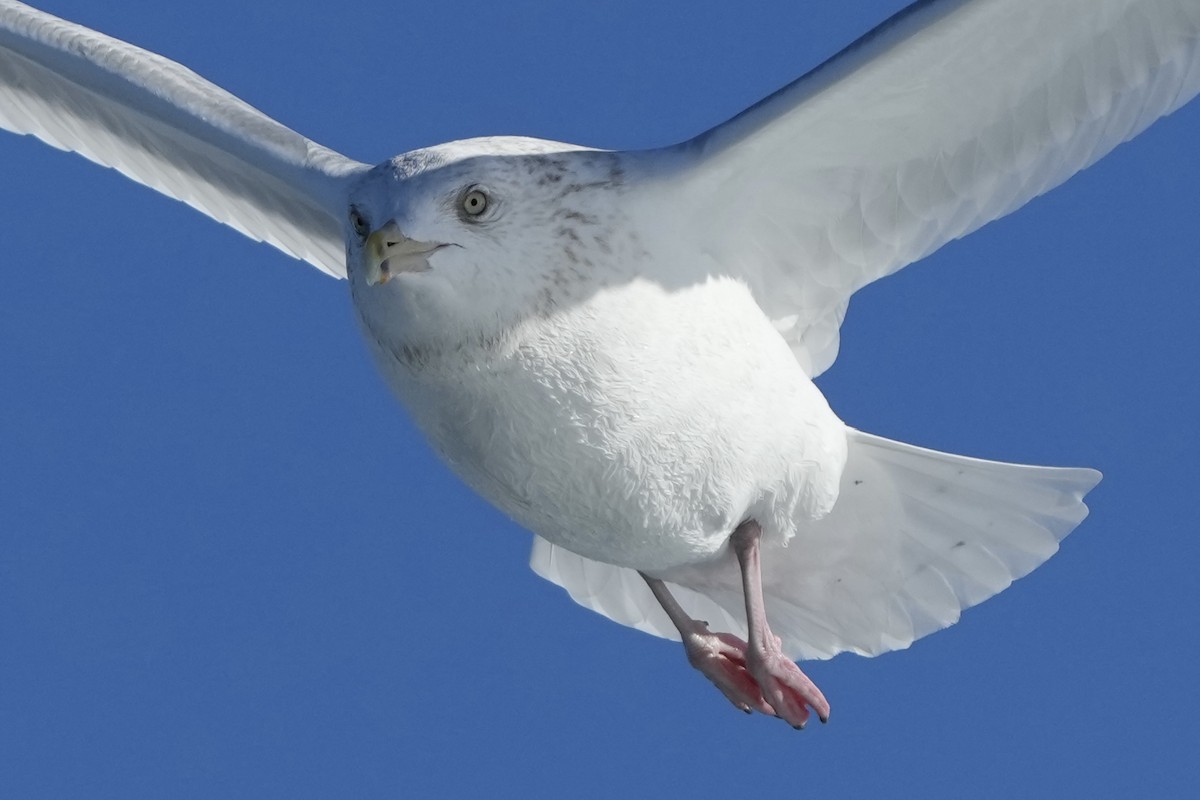 Kanadamöwe - ML647742505