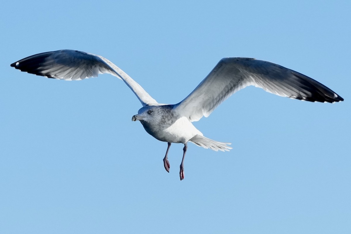 Kanadamöwe - ML647742506