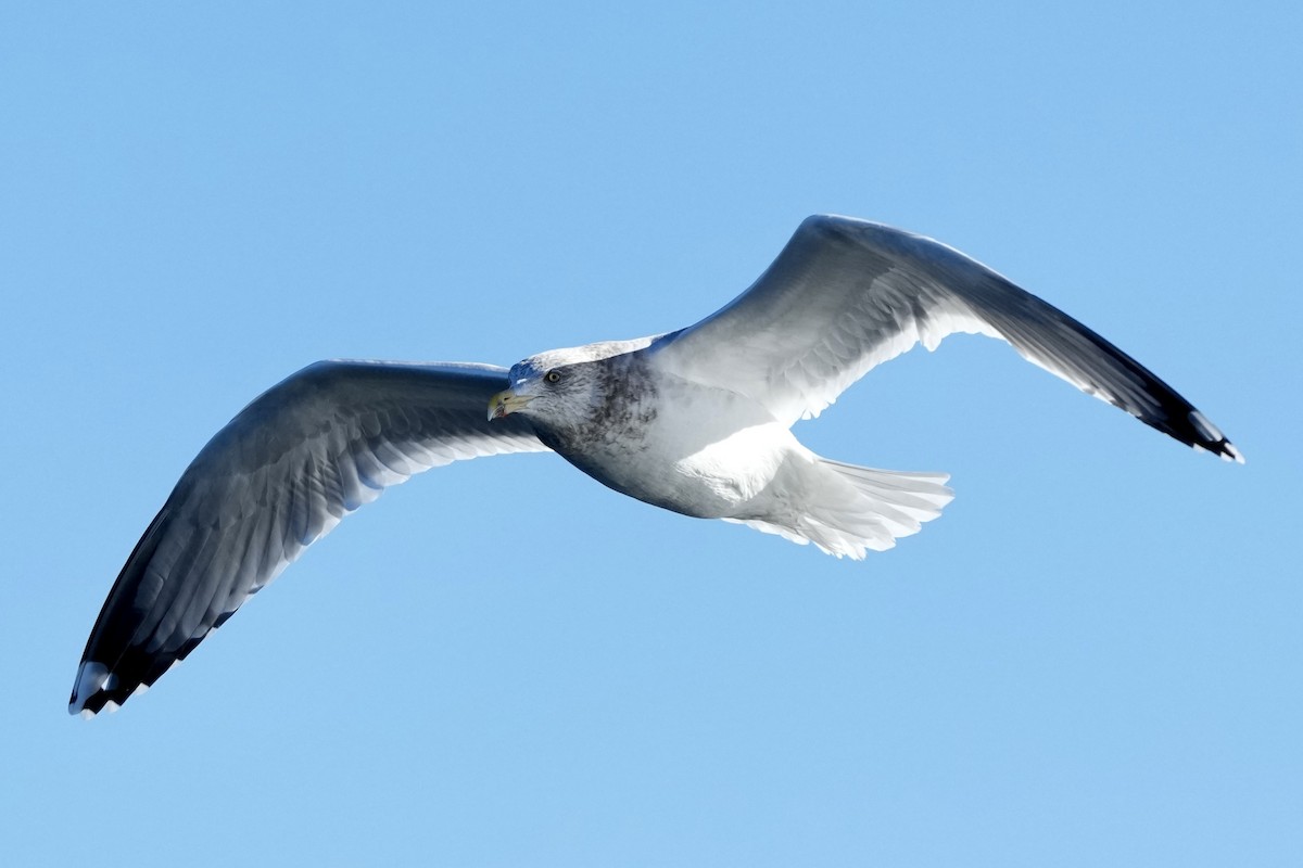 Kanadamöwe - ML647742507