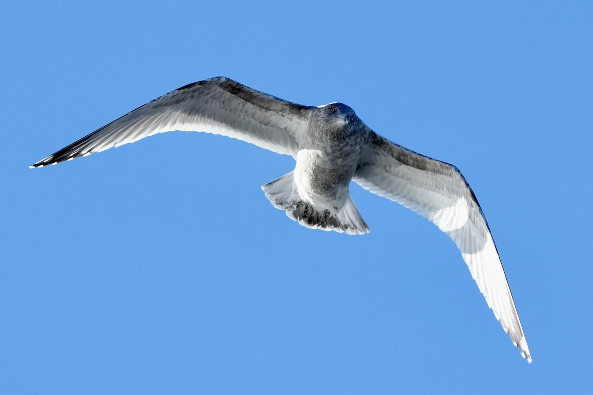 Kanadamöwe - ML647742508