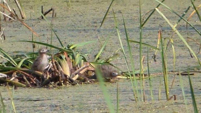 Black Tern - ML647742517