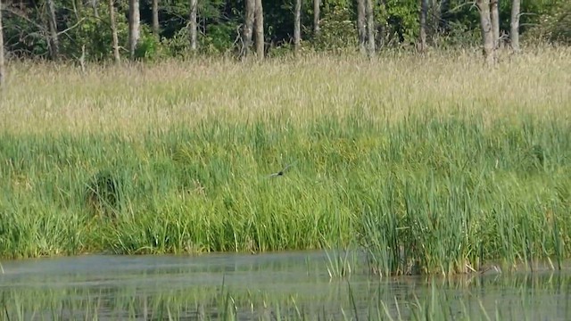 Black Tern - ML647742518