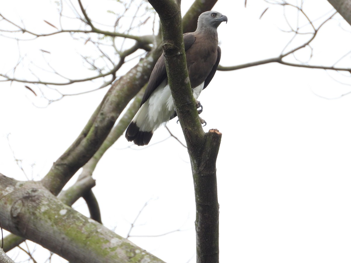 orel šedohlavý - ML647742534