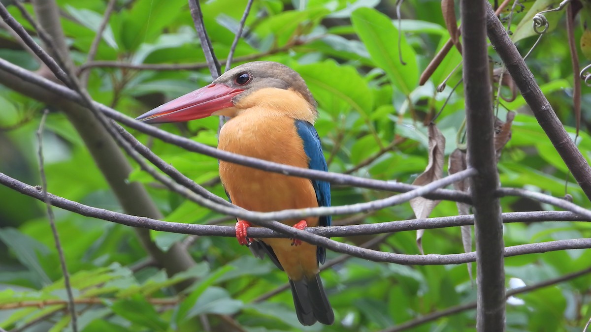 ledňáček čápozobý - ML647742536