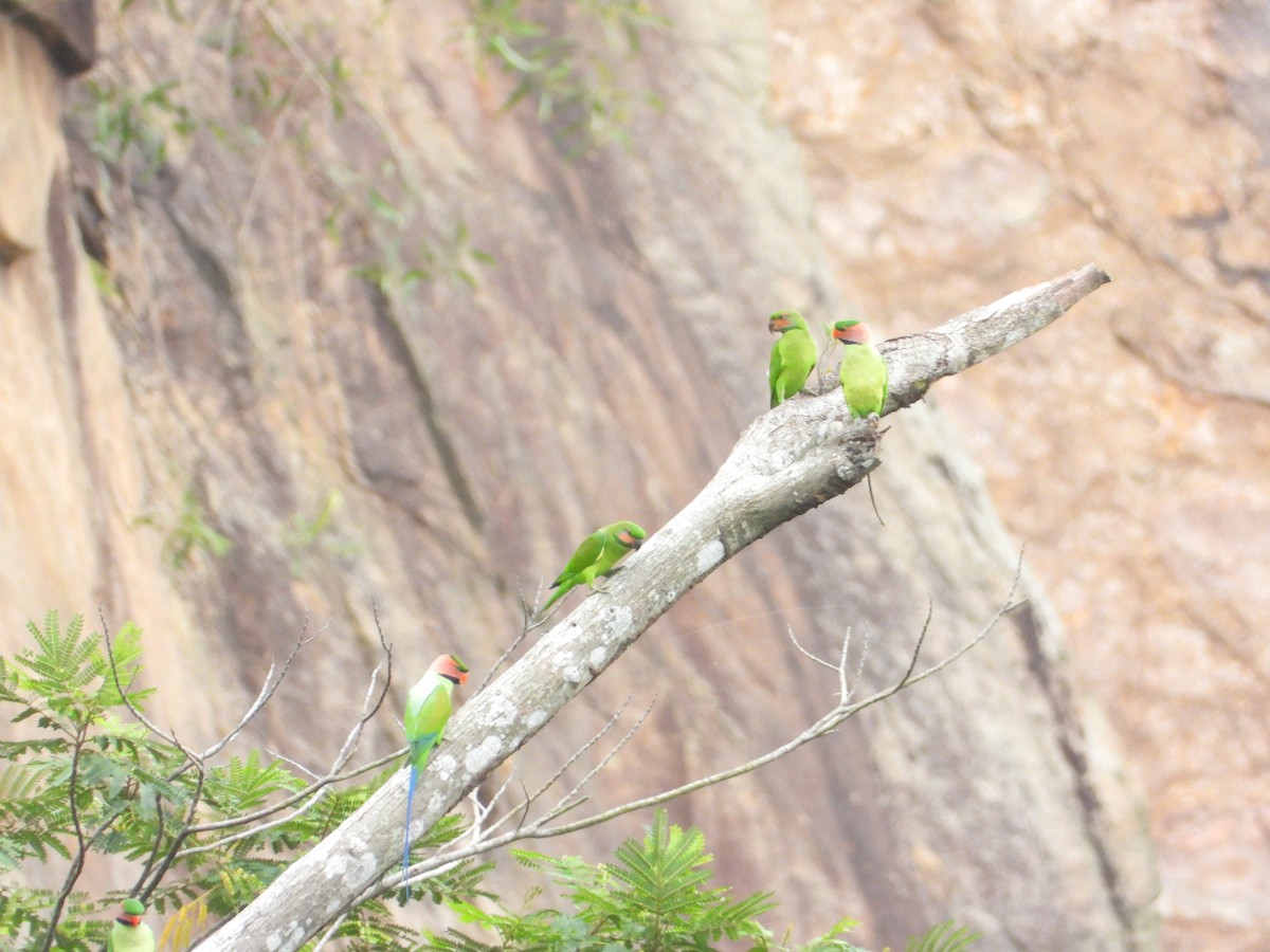 alexandr dlouhoocasý - ML647742545