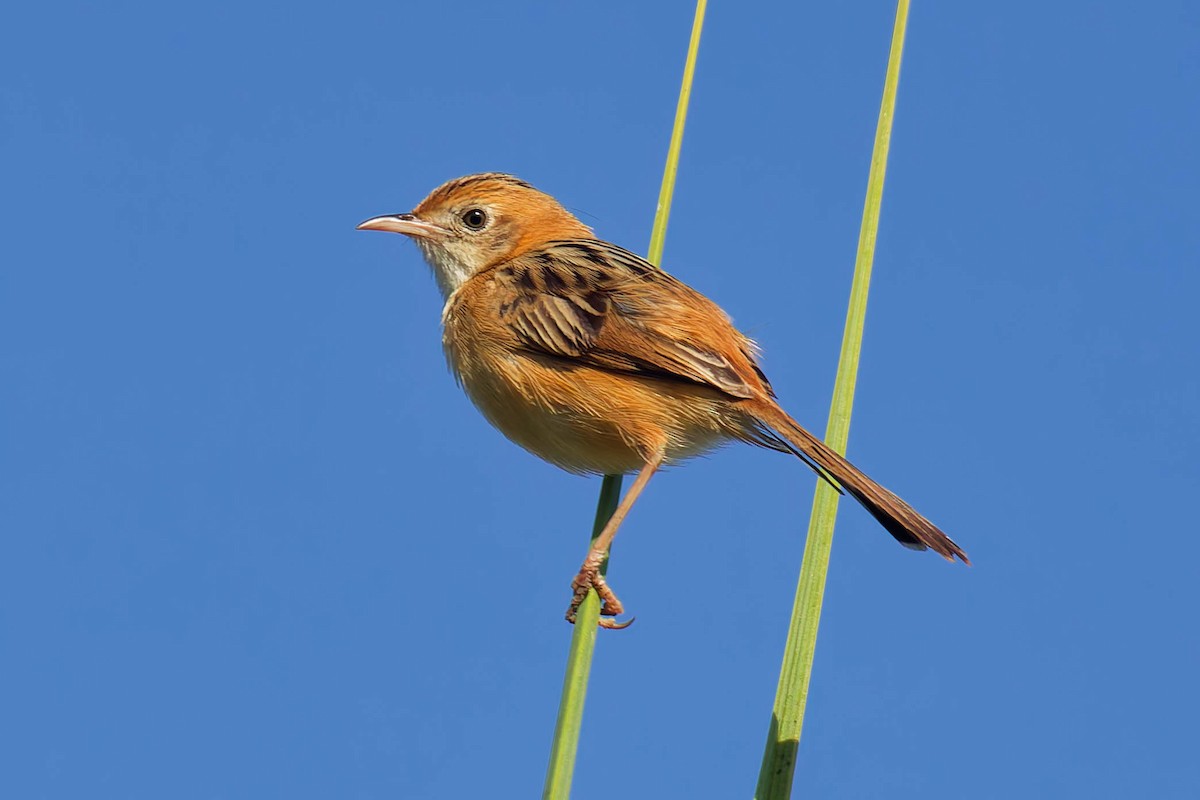 Golden-headed Cisticola - ML647742546
