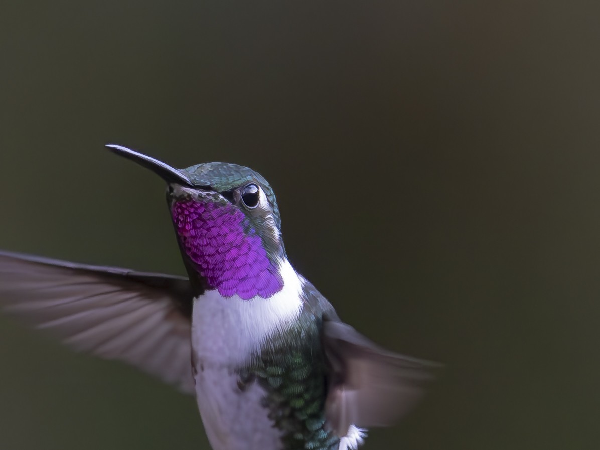 Ak Göbekli Ormanyıldızı - ML647742557