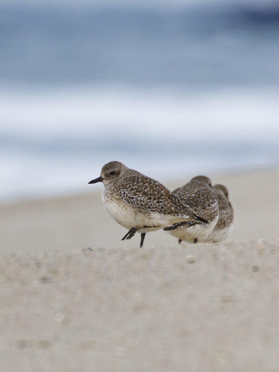 ダイゼン - ML647742559