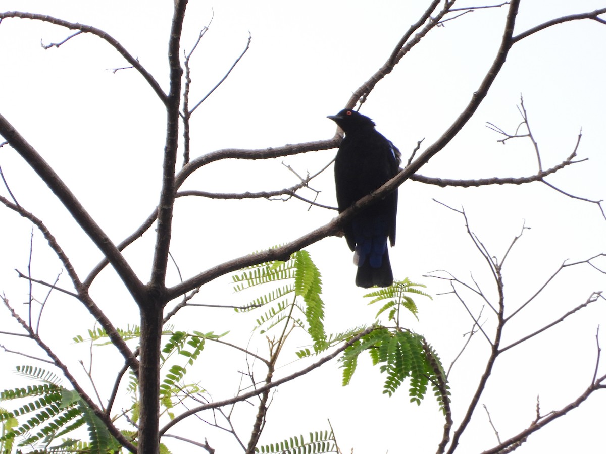 irena tyrkysová - ML647742560